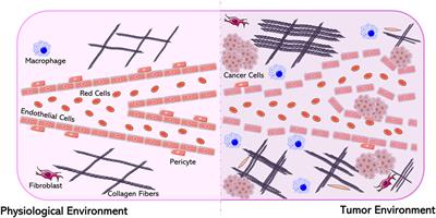 Frontiers | Biodegradable Polymeric Nanoparticles For Drug Delivery To ...